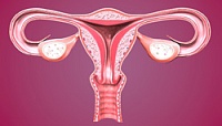 Поддержка репродуктивной системы