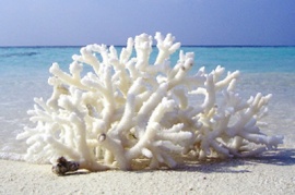 Коралловый кальций - секрет долголетия